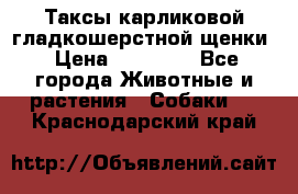 Таксы карликовой гладкошерстной щенки › Цена ­ 20 000 - Все города Животные и растения » Собаки   . Краснодарский край